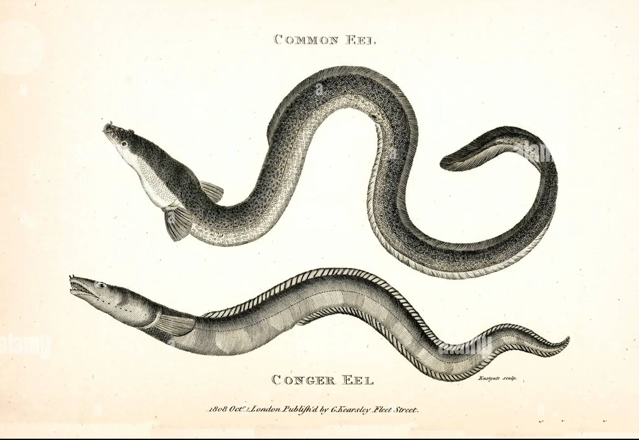 Common Eel and Conger Eel, 1808 diagram.